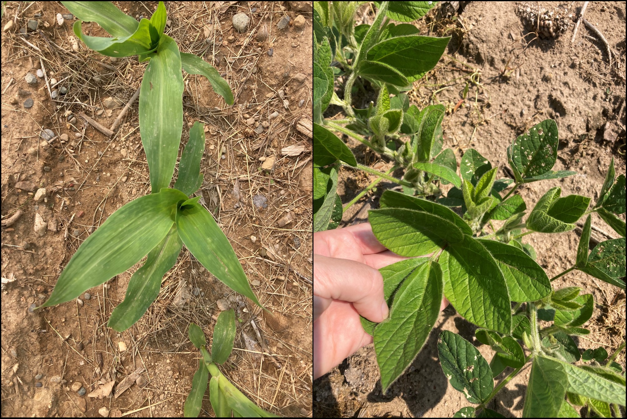 25 corn and beans early veg.jpg